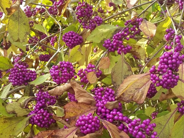 Callicarpa bodinieri Profusion